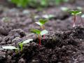 Місячний посівний календар на березень 2024: коли садити городину для кращого врожаю