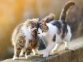 Чим можна заразитися від котів: симптоми захворювань та як уберегтися