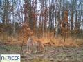 У Чорнобилі з'явилася тварина, яку екологи не фіксували від минулого століття