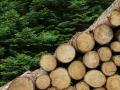 Незаконна заготівля дров: які штрафи та ризики чекають на українців