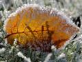 Жовтий рівень, морози вдень, подекуди мокрий сніг: прогноз погоди в Україні на 19 листопада