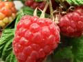 Яку малину в жодному разі не можна купувати