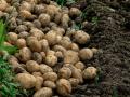 Що буде з цінами на картоплю: аграрій зробив прогноз