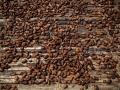 Найбільше падіння за 65 років: ціни на какао різко обвалились