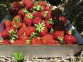 Обвал цін на популярну ягоду – наслідок жорсткої конкуренції на ринку