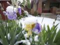 Де в Україні будуть сильні заморозки: прогноз погоди на 12 травня
