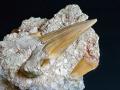 Особливий зуб мегалодона віком 3,5 млн років знайдено на дні океану