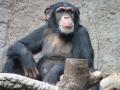 Вчені дослідили, що жести людей і шимпанзе схожі: що спільного