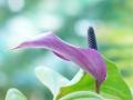 10 крапель — і пишне квітіння гарантоване: як зробити добриво для кімнатних рослин в домашніх умовах