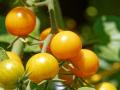 Як доглядати за томатами в червні у відкритому ґрунті та в теплиці: 9 найважливіших порад