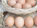 Експерти пояснили, що буде з цінами на яйця в Україні