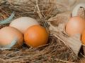 В Україні зміниться ціна на яйця: коли і якою буде вартість