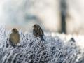 Вихідними підморозить: прогноз погоди в Україні на 21-22 січня