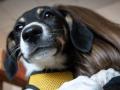 У Києві власники собак мають зареєструвати їх у ЦНАПах