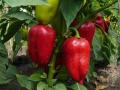 Де найкраще посадити перець: овочі виростуть м’ясистими й великими