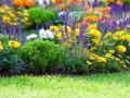 Посадіть ці квіти восени — і вже наприкінці березня ваш сад зацвіте різнобарв’ям
