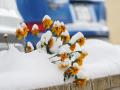 Погода в Україні 23 листопада: в яких регіонах буде сніг і сильний вітер