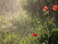 В деяких областях України 10 липня пройдуть дощі