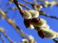 Температура вища за норму: в Укргідрометцентрі розповіли про погоду в березні
