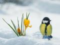 Знову мороз і сніг, але не всюди: синоптики дали прогноз погоди в Україні на 15 січня