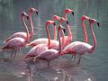 В Херсонскую область прилетели розовые фламинго 