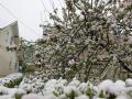 Поля та квітучі дерева в Україні засипало снігом – як це вплине на врожай