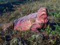 На грани вымирания: Популяция розовых игуан катастрофически сократилась 