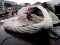 Исландия впервые за 17 лет остановила китобойный промысел 