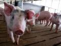В Измаиле объявили карантин из-за вспышки чумы свиней 