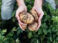 Дорогой "второй хлеб": Украина бьет рекорды по ценам на картофель 