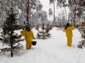 В Киеве коммунальщики обработали елки вонючей жидкостью