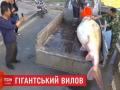 В Китае рыбак поймал гигантскую рыбу калугу 