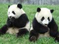 В Китае туристы больше не будут фотографироваться с пандами 