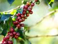 Ученые открыли дикие виды кофе, которые могут спасти культурные сорта 
