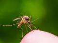 «Ранок з Україною»: эксперты развенчали мифы о комарах и рассказали, чем они опасны