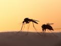 Ароматы, которые отпугнут комаров