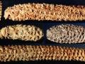 Самый старый вирус растений обнаружили в кукурузе 