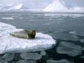 Весь лед Северного Ледовитого океана может растаять через 20 лет