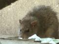 В центре Одессы крысы "терроризируют" жителей