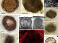 Жило миллиард лет назад: Найдено древнейшее многоклеточное животное 