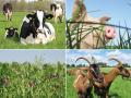 Сколько в Украине коров: Госстат планирует первую в истории сельскохозяйственную перепись