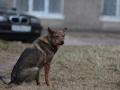 Догхантеры активизировались в Украине: зоозащитники и владельцы собак бьют тревогу