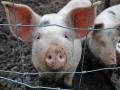 Африканская чума свиней обнаружена на юге Украины
