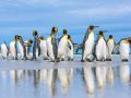 Гигантская колония королевских пингвинов рекордно сократилась 