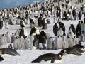 В Антарктиде нашли гигантскую колонию пингвинов 