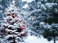 Будет ли снег на Рождество: прогноз погоды от синоптиков