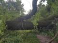 На Прикарпатье сильный ветер повалил столетний дуб 
