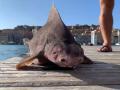 В Средиземном море поймали рыбу-свинью 