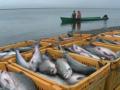 В Украине запретили массовый вылов рыбы из-за нереста