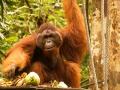 На Борнео исчезли 150 тысяч орангутанов 